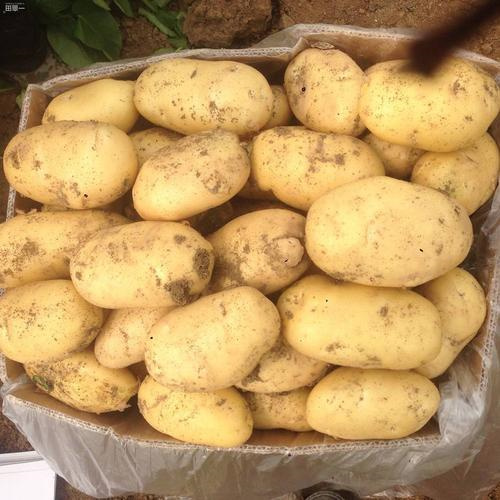 开封土豆批发代办哪家好