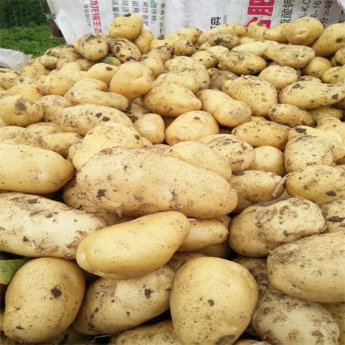 开封土豆去哪里批发进货