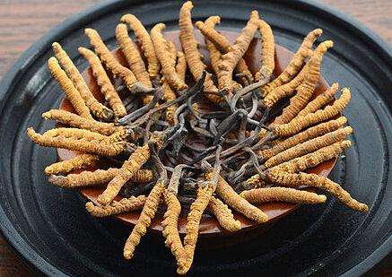 济源回收冬虫夏草 上门收购虫草 闲置冬虫夏草回收