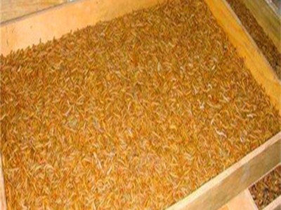 山东黄粉虫：生态养殖的新宠与市场前景