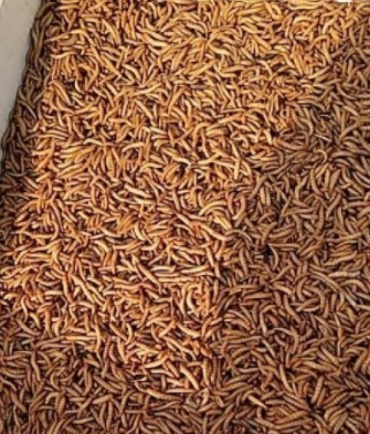 山东黄粉虫是什么？