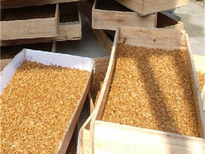 山东黄粉虫的养殖优势