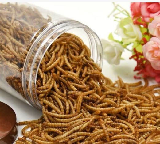 山东黄粉虫的市场前景