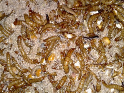 山东黄粉虫在生态农业中的价值