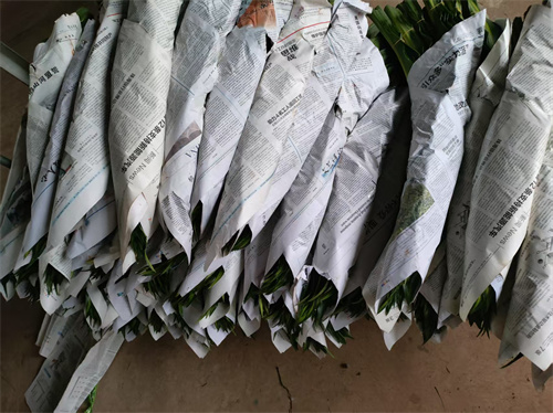 海南富贵竹的用途广泛