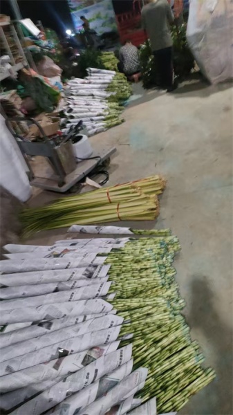 海南富贵竹的文化与风水寓意