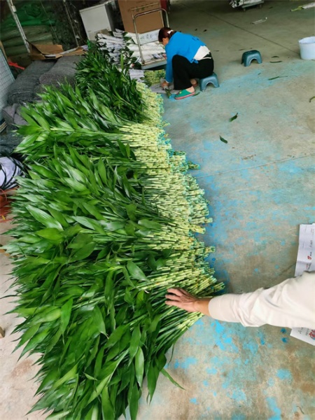 海南富贵竹经济用途