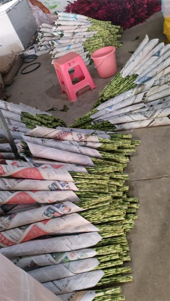 海南富贵竹空气净化与生态价值