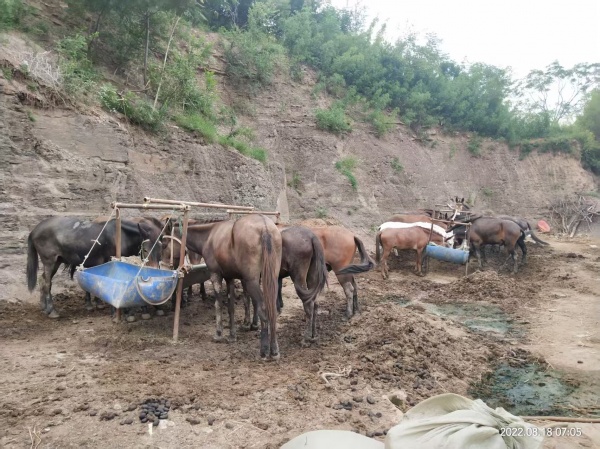 全国马帮运输队