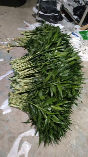 海南龟背叶一般指龟背竹的叶子