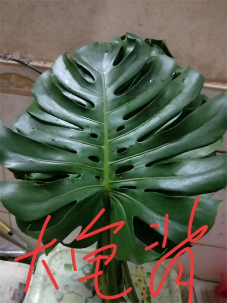 海南龟背叶的生长习性