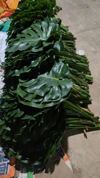 海南巴西叶的主要价值