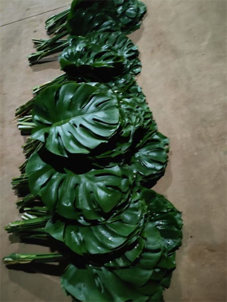 海南龟背叶的养护要点