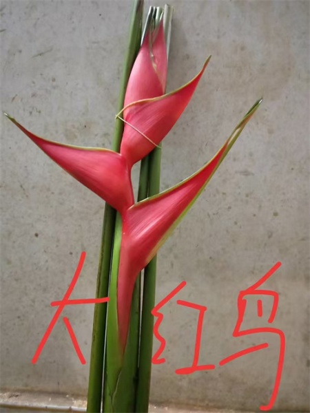 海南大黄鸟大红鸟切叶的介绍