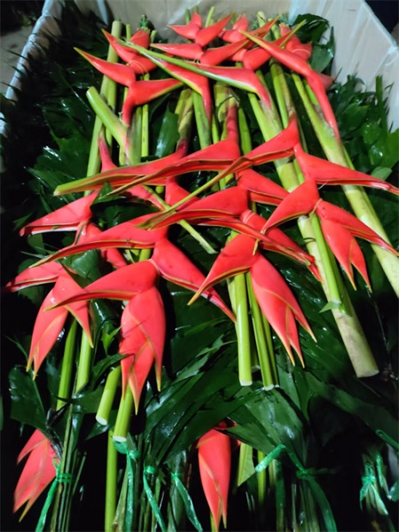 海口天堂鸟切叶大红鸟切叶批发