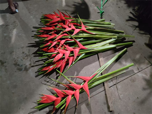 海南富贵鸟切叶的用途