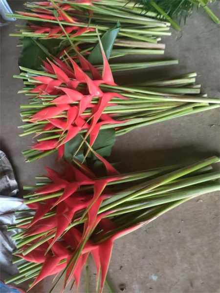 海南富贵鸟有哪些用途