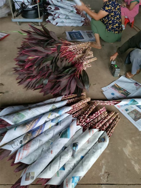 海南红珠蕉的养护