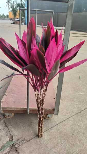 海南红竹蕉的主要价值