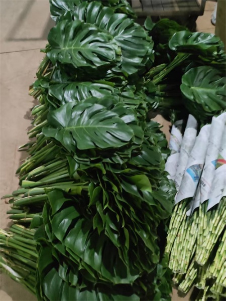 海南龟背叶的介绍