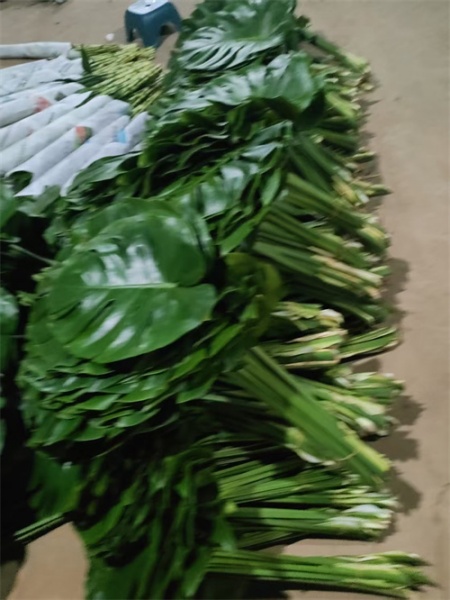 海南龟背叶的生长习性