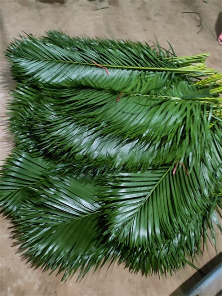 海南鱼尾叶种植环境选择