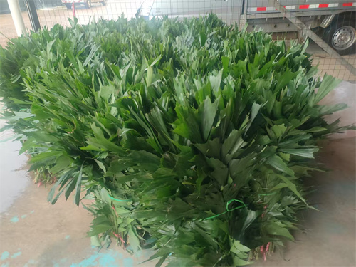 海南鱼尾叶的繁殖方法