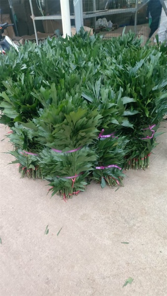 海口鱼尾叶的水肥管理