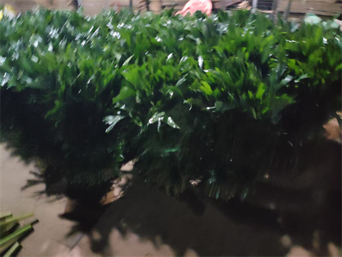 海南鱼尾叶的病虫害防治