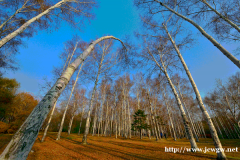 远离灰色城市，感受金色深秋