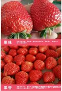 香恋果业 丹东九九草莓（牛奶草莓）3斤150元 产地直发 全