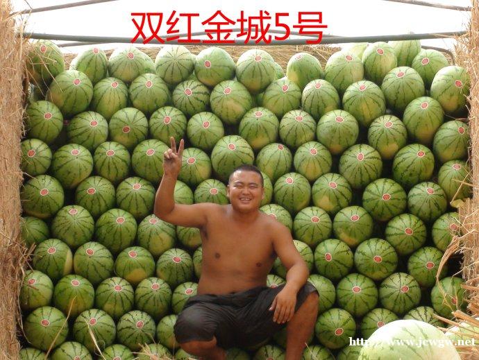 双红金5西瓜种子多少钱_红金城种子哪家好,双红金五西瓜种子 双红金5西瓜种子多少钱_红金城种子哪家好,双红金五西瓜种子
