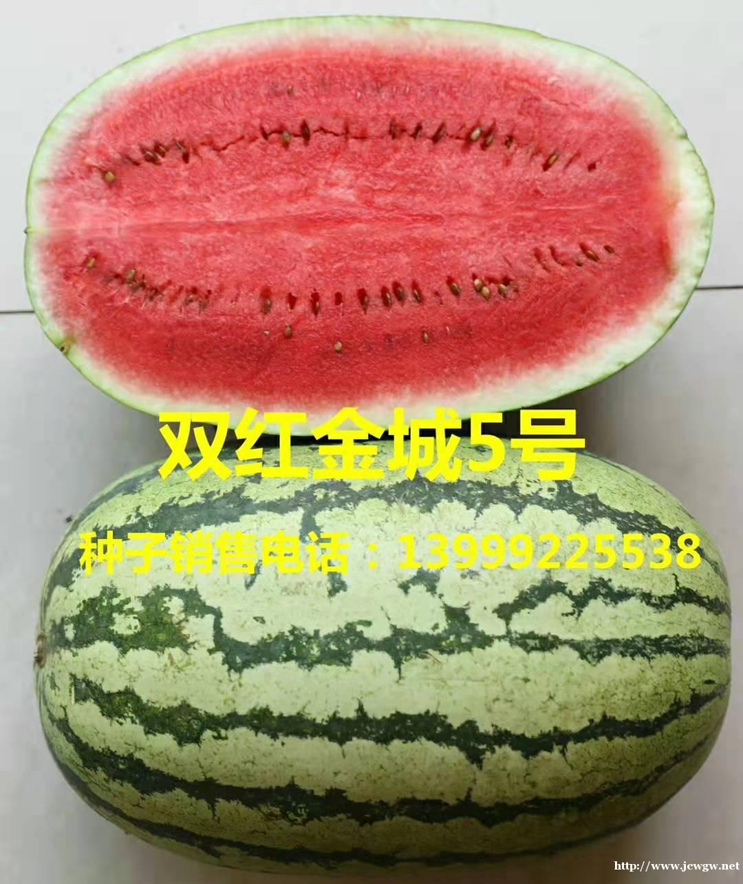 双红金5西瓜种子多少钱_红金城种子哪家好,双红金五西瓜种子 双红金5西瓜种子多少钱_红金城种子哪家好,双红金五西瓜种子