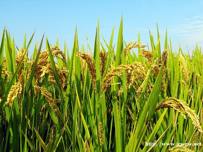 王祖蓝的爱情也同样离不开柴米油盐! 王祖蓝的爱情也同样离不开柴米油盐!
