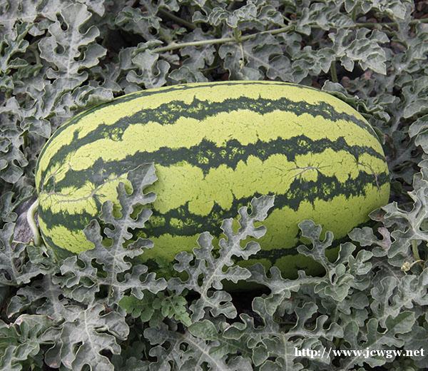 双红金五批发价格_双红金城5号品种哪家好_红金城种子 双红金五批发价格_双红金城5号品种哪家好_红金城种子