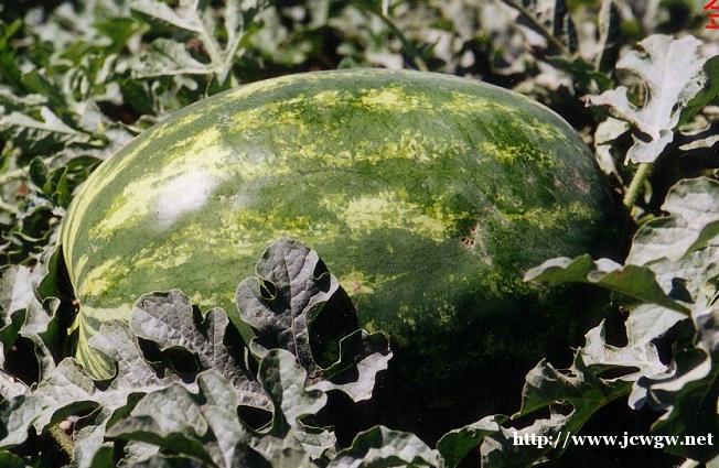 双红金五批发价格_双红金城5号品种哪家好_红金城种子 双红金五批发价格_双红金城5号品种哪家好_红金城种子