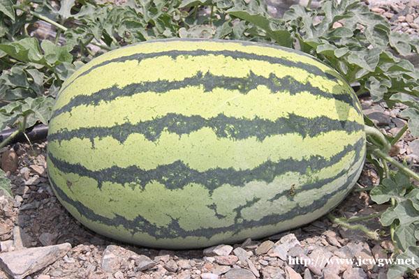 双红金五批发价格_双红金城5号品种哪家好_红金城种子 双红金五批发价格_双红金城5号品种哪家好_红金城种子