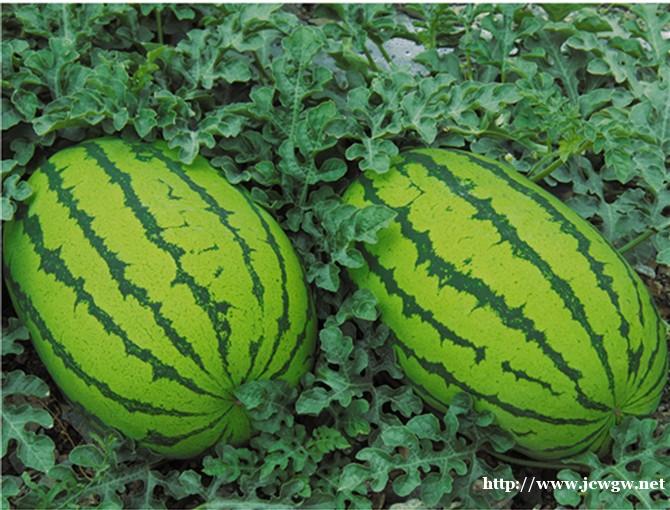 双红金五批发价格_双红金城5号品种哪家好_红金城种子 双红金五批发价格_双红金城5号品种哪家好_红金城种子