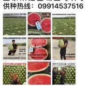 双红金城西瓜种子哪家好_,双红金五西瓜,双红金城5号西瓜多少