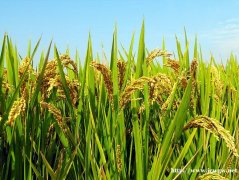 2019家门口创业-秒稻自助米机