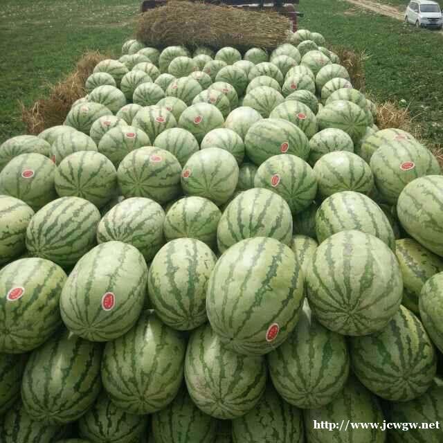 双红金城五号种子价格_红金城种子多少钱,双红金城5号西瓜种子 双红金城五号种子价格_红金城种子多少钱,双红金城5号西瓜种子