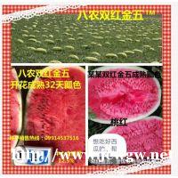 双红金城五号种子价格_红金城种子多少钱,双红金城5号西瓜种子 双红金城五号种子价格_红金城种子多少钱,双红金城5号西瓜种子