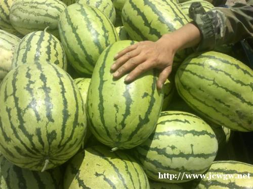 双红金城五号种子价格_红金城种子多少钱,双红金城5号西瓜种子 双红金城五号种子价格_红金城种子多少钱,双红金城5号西瓜种子