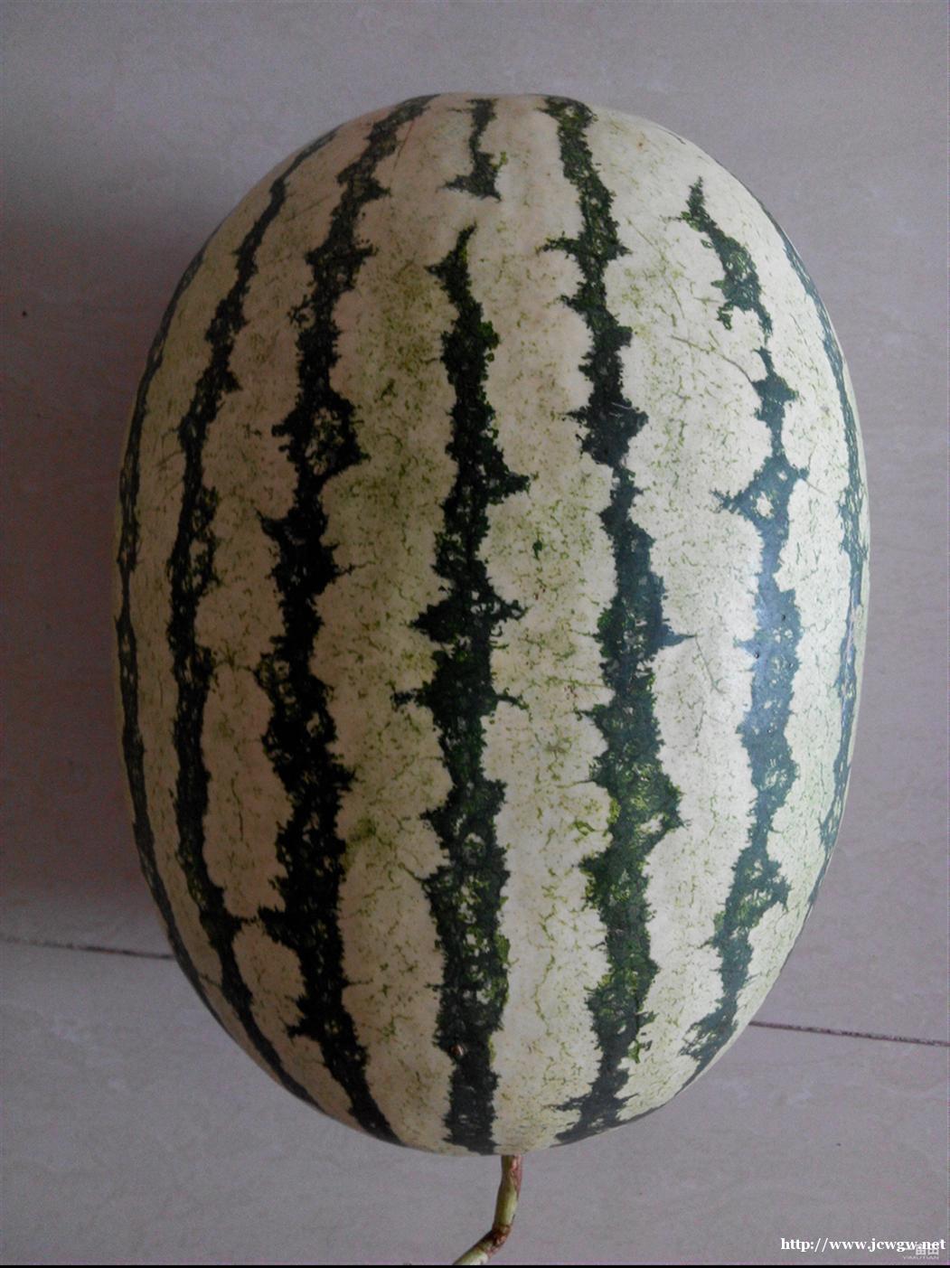 金城5号西瓜的特点_金城5号西瓜多少钱,双红金城5号西瓜简介 金城5号西瓜的特点_金城5号西瓜多少钱,双红金城5号西瓜简介