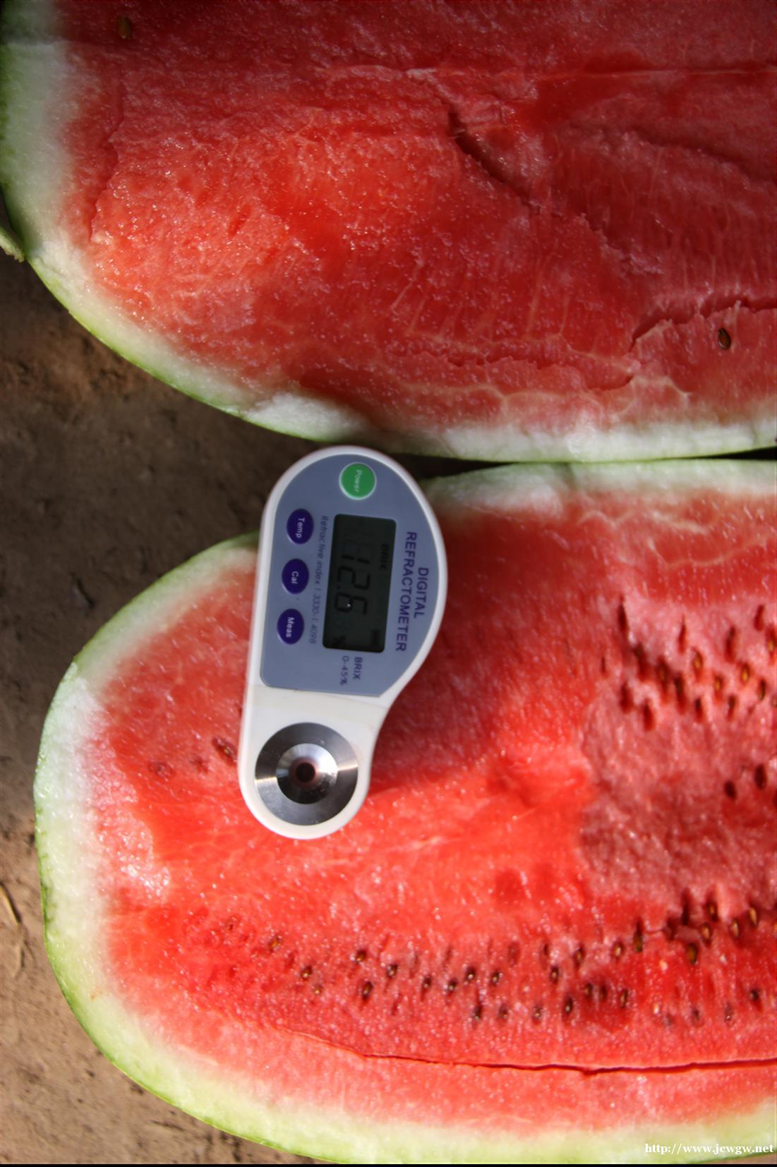 金城5号西瓜的特点_金城5号西瓜多少钱,双红金城5号西瓜简介 金城5号西瓜的特点_金城5号西瓜多少钱,双红金城5号西瓜简介