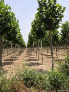 山东5/6/7/8/9/10公分的大国槐苗价格都是多少？