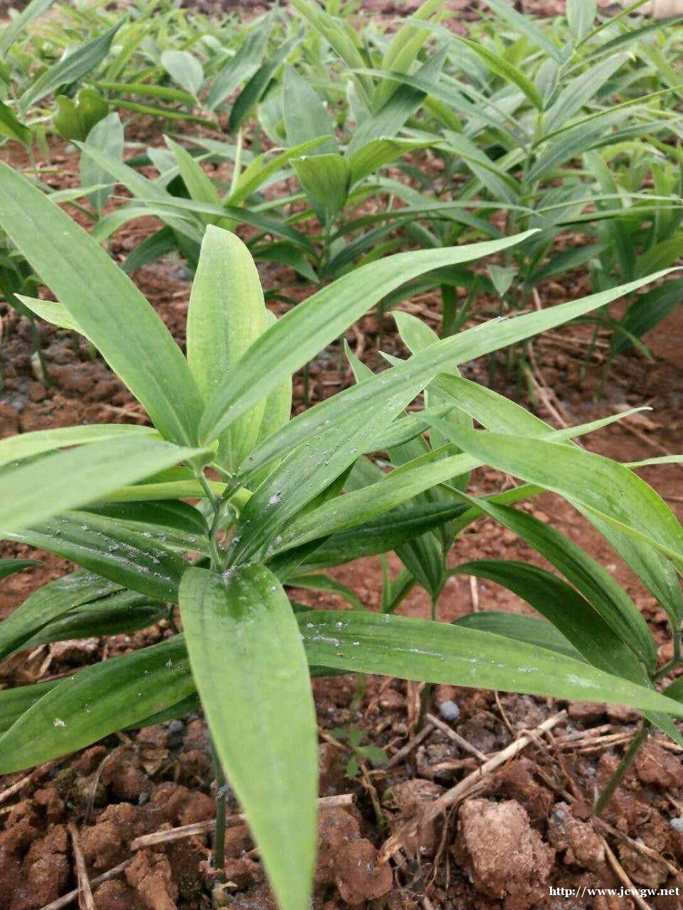 1黄精种植技术l 1黄精种植技术l