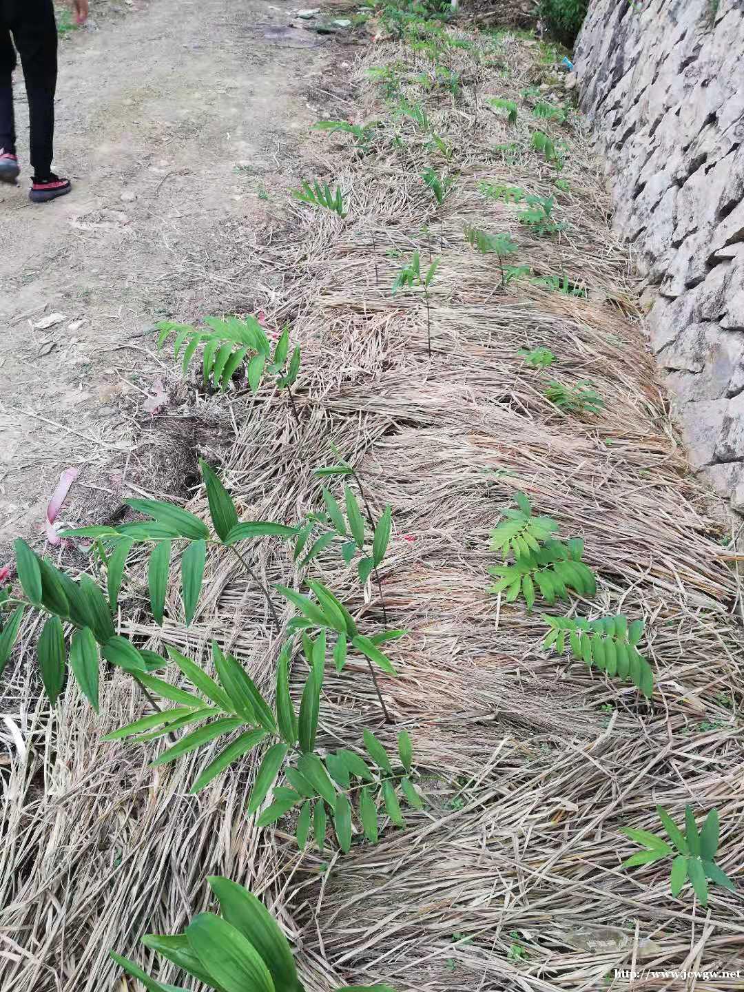 1黄精种植技术l 1黄精种植技术l