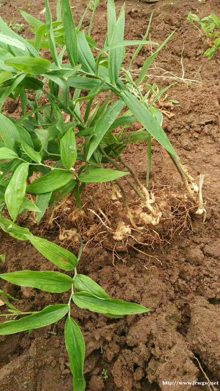 1黄精种植技术l 1黄精种植技术l