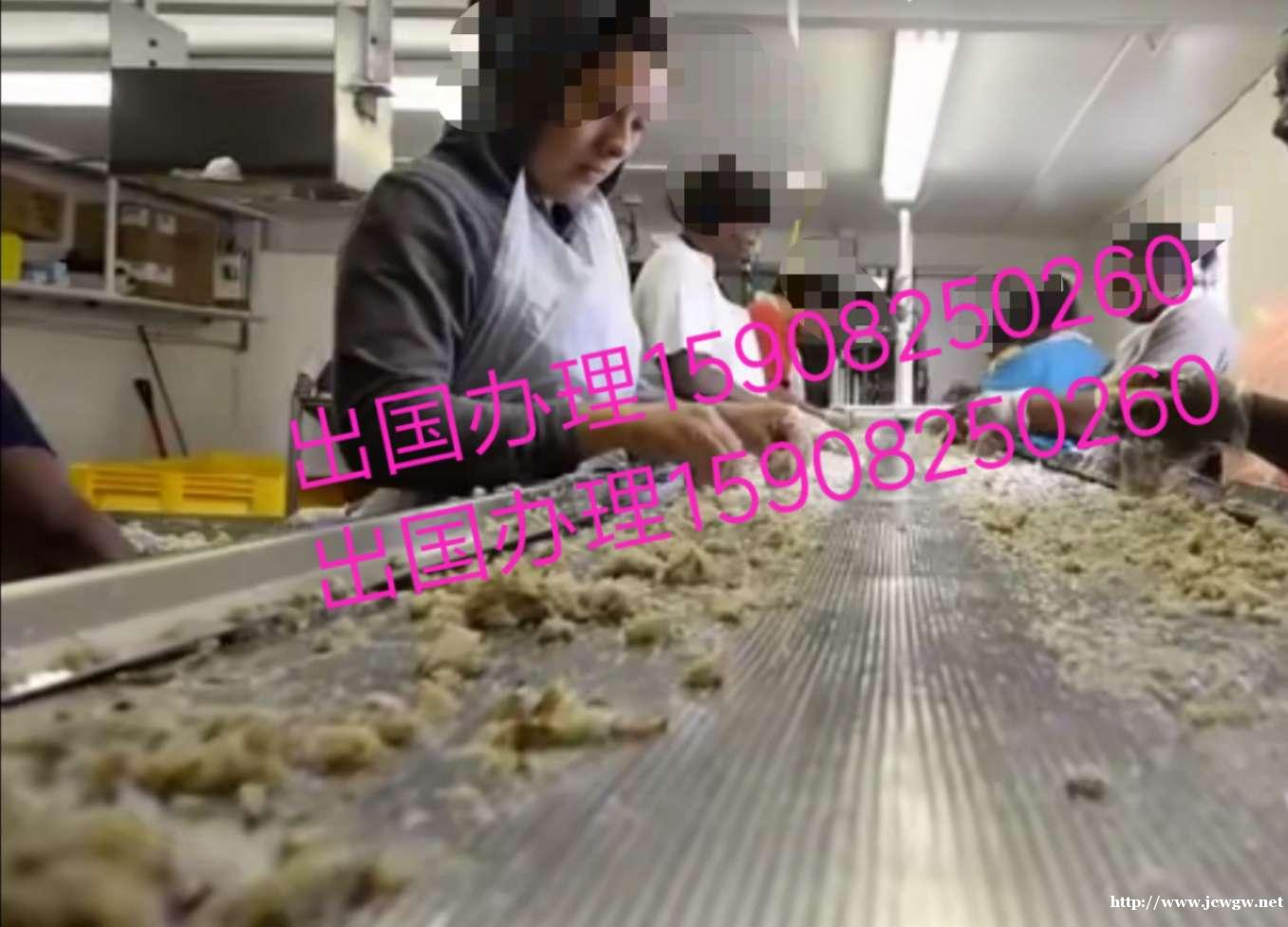 新西兰年薪30万农场工建筑工华侨企业 新西兰年薪30万农场工建筑工华侨企业